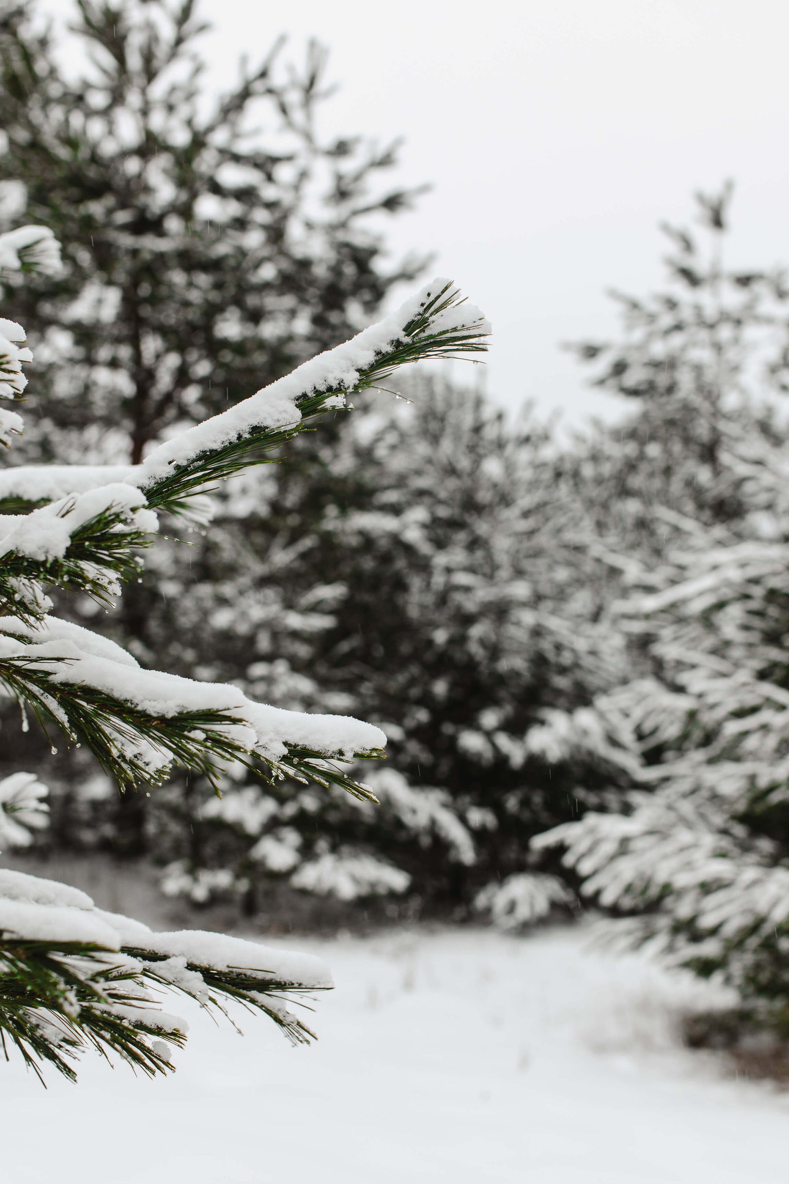Winter Essentials